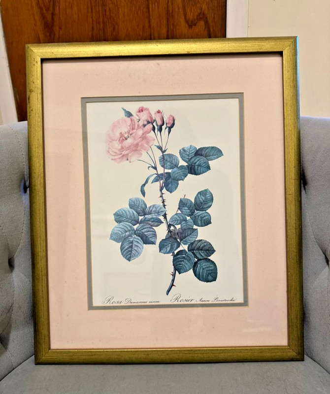 Vintage Botanical Print Rosa Damascena Aurora Rose Wall Art Gold Frame 15″x18.5″
