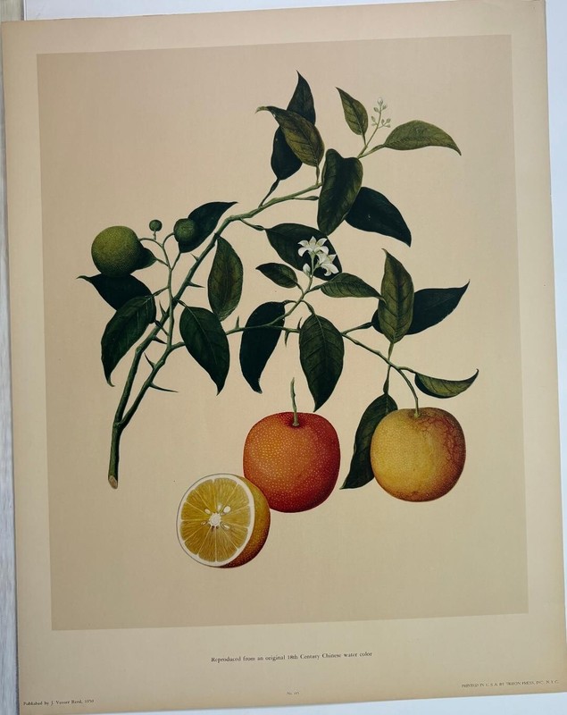 Vge 1950 OOAK Still Life Fruit From an Original 18th Century Botanical Artwork