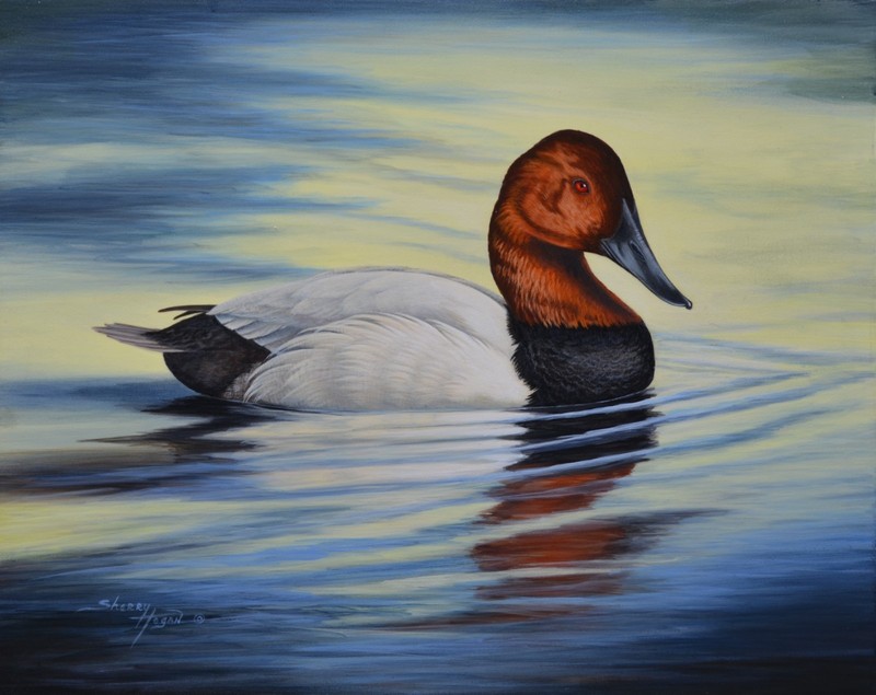 original, acrylic, Wildlife, Canvasback, Canvasback Drake, Ducks, Water Fowl