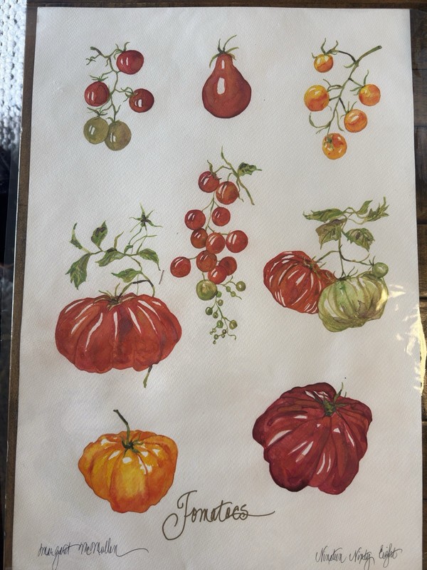 Original Watercolor Tomatoes Botanical Art – Heirloom Varieties Collection 15×22