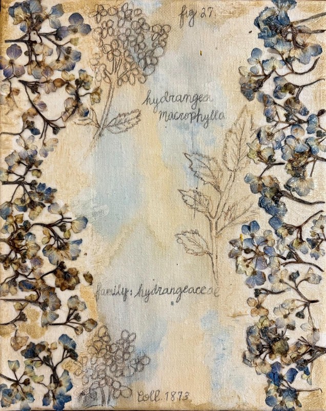 Pressed Hydrangea Botanical Art, Real Flowers, Watercolor Wash Canvas (10×8)