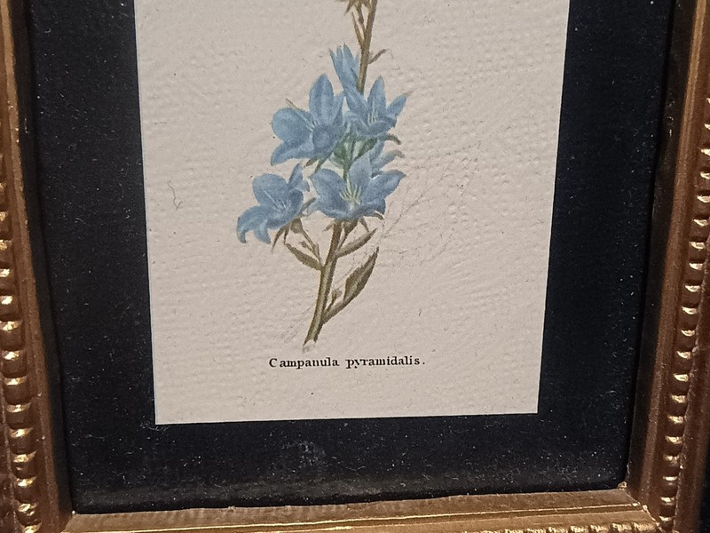 Miniature 5 X 6" Floral/Botanical Paintings In Black & Gold Frame BURWOOD VTG gallery