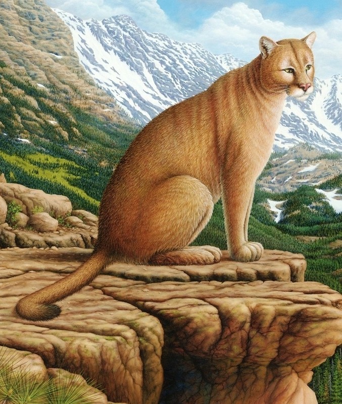 Fine, Art, Original, Painting, Cougar, Wildlife, Landscape, Mountain Lion gallery