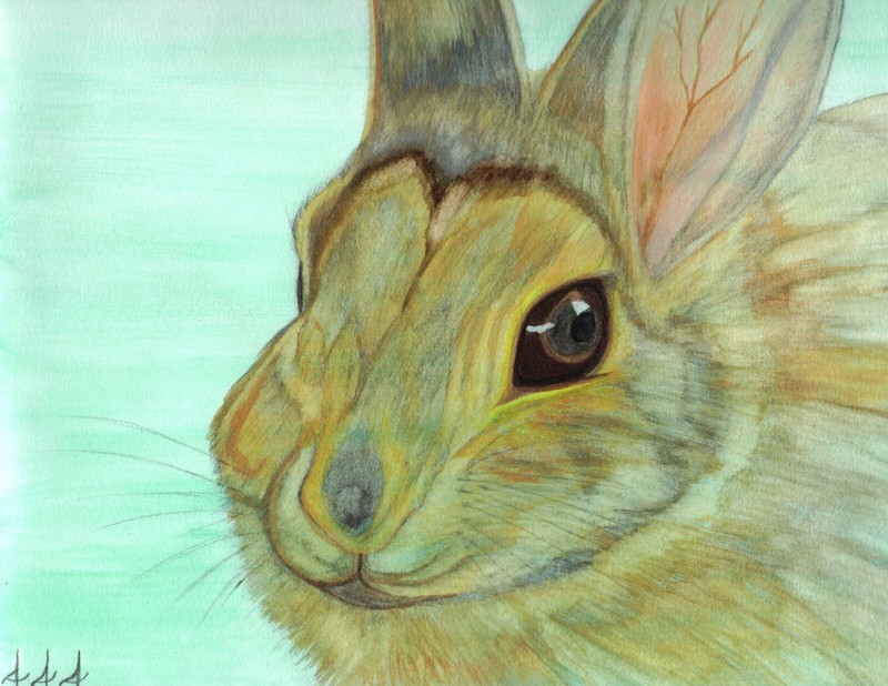 Eastern Cottontail Rabbit original watercolor painting by inmate artist 444