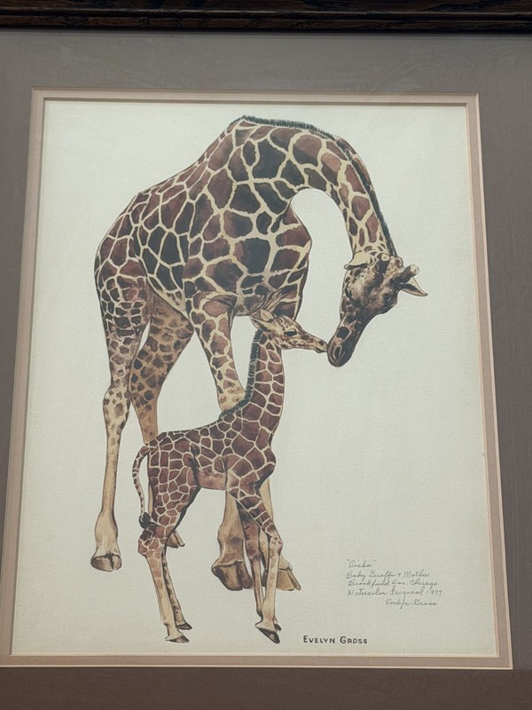 1977 Evelyn Gross Original Signed Watercolor Painting Aisha Baby Giraffe Mother gallery