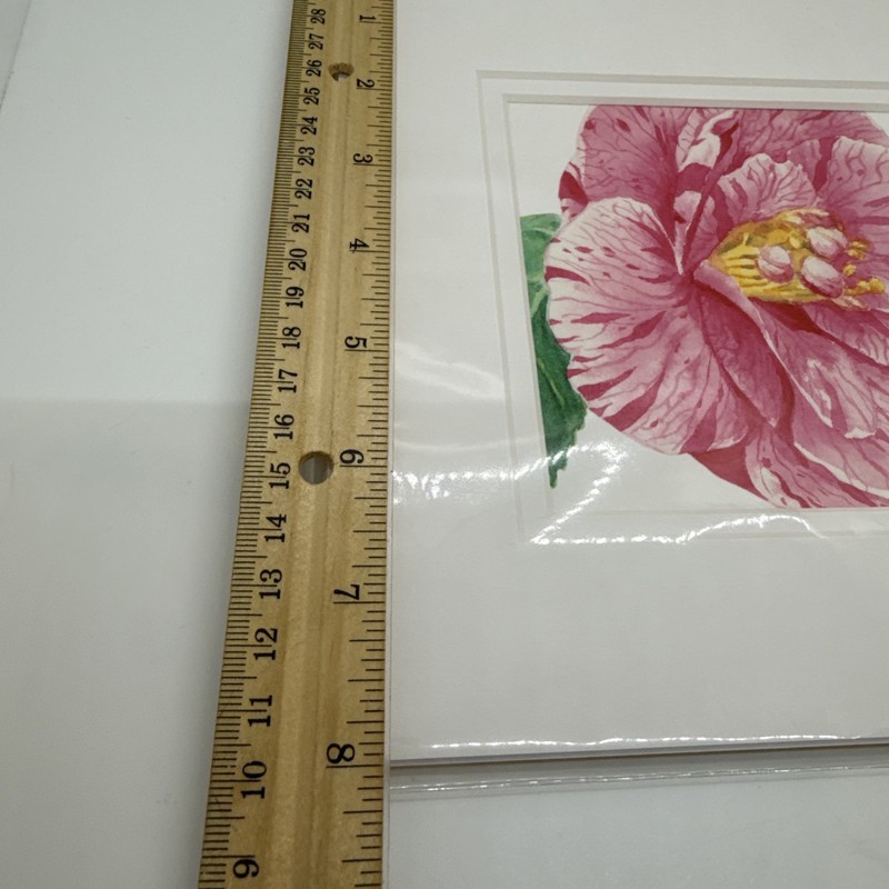Liz Hutnick Watercolor Painting Pink Camellia 2006 Botanical Art Signed Matted gallery