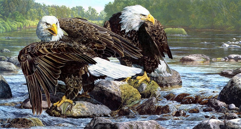 American bald eagle catching fish Giclee Art Printed on canvas L1941