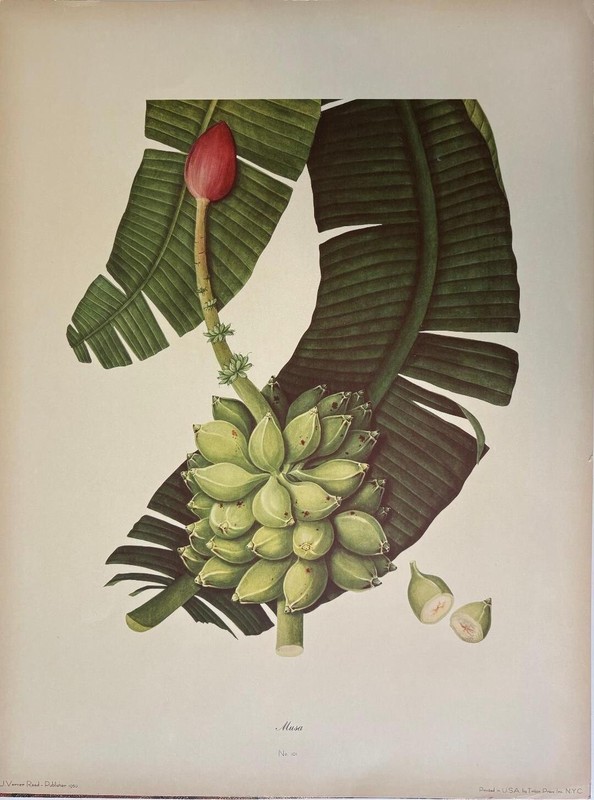 Vintage 1950 Still Life Fruit Musa Botanical artwork ~J Verner Reed Publisher