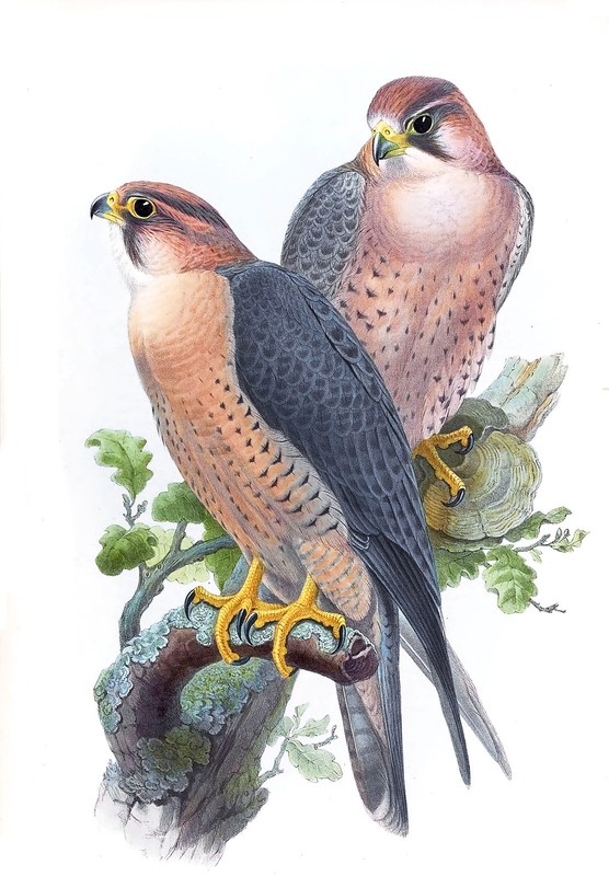 John Gould Native Bird print Falcon Peregrines painting Vintage art poster