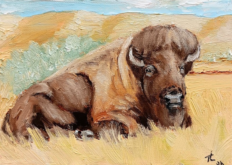 FRED, 5X7 Original Oil Painting a Bull Bison by Ty Livingston.