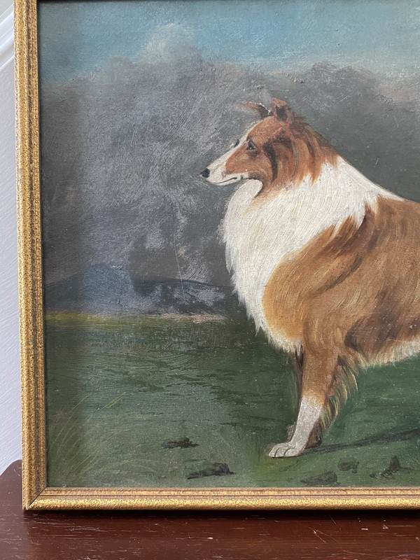 Large Framed Original Antique Oil Painting Of Rough Collie Dog Portrait gallery