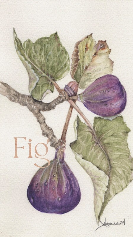 Botanical Purple Figs Watercolor Print, Matted Kitchen Art 8X10 Beautiful