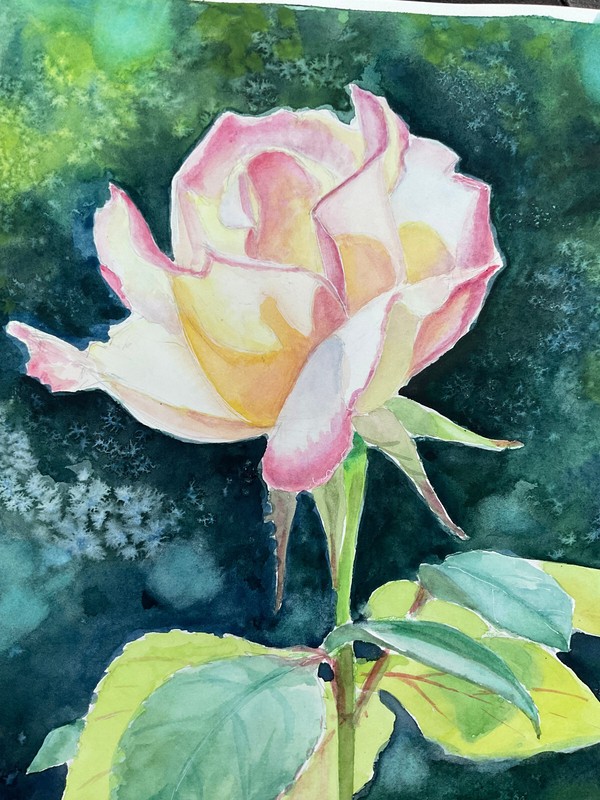 Rose Painting Watercolor Original White Pink Rose Floral gallery
