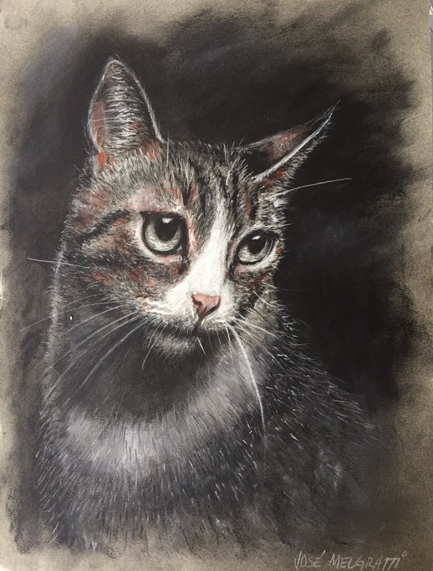 Original Charcoal Drawing Cat Portrait 16″x 12″ NOT A PRINT