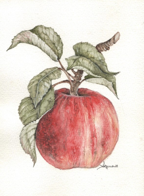 Botanical Gala Apple Watercolor Painting, Matted Kitchen Art 6x8 Beautiful