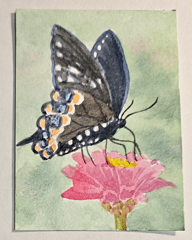 ACEO Original Watercolor Butterfly & Flower Signed Theresa Twohig 2026