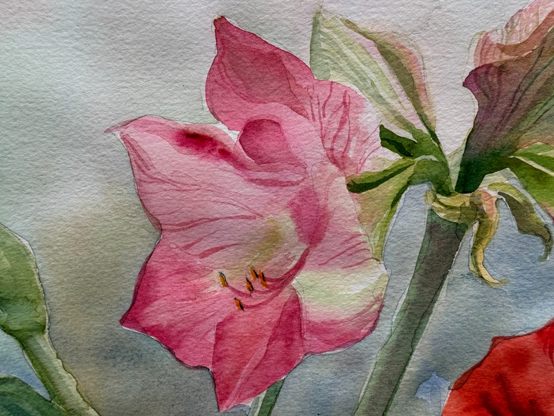 HEINZEN SIGNED ORIGINAL WATERCOLOR PAINTING RED HIBISCUS FLOWERS 2 FLORAL POTS gallery