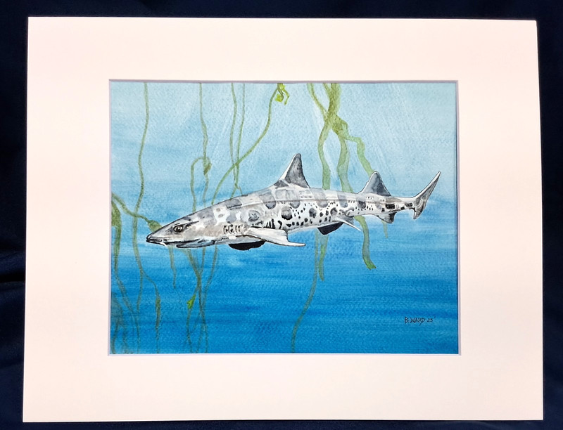 Leopard Shark Original watercolor 8″ x 10″ in 11″ x 14″ acid free mat