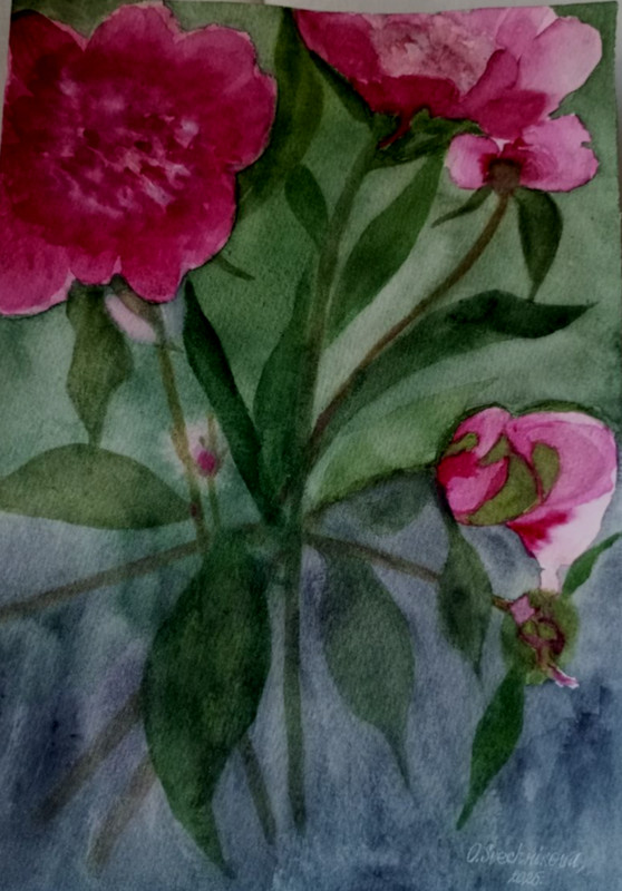 original watercolor still life pink peonies on gray and green background handmad