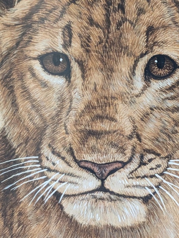 Rod Arbogast 1995 Original Watercolor Of A African Lion Cub Wildlife Magazine gallery