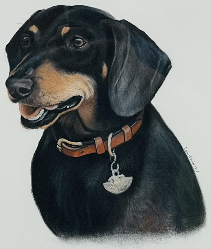 Nantucket Animal Portrait Artist Jocelyn Sandor Urban. Portrait Of Dachshund Dog