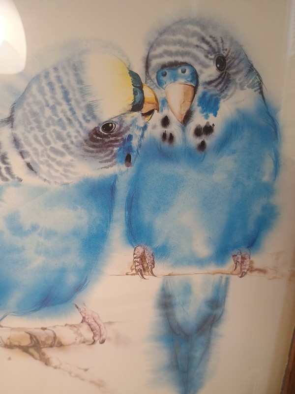 Water Color Art Budgie Love Birds Framed And Signed 16 × 13 Parakeets Kissing gallery
