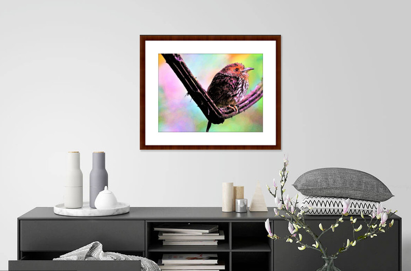 Cute Panama Bird - Poster Print - Enhanced Watercolor Art - FREE FAST SHIPPING gallery