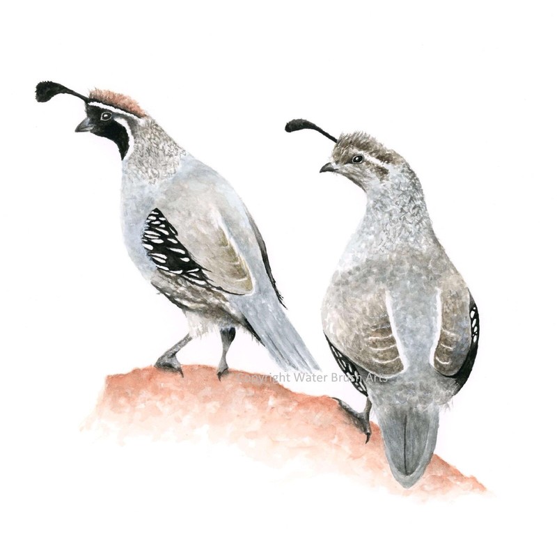 California Quails 8″x10″ Giclee Print of Hand-Painted Watercolor, Unframed