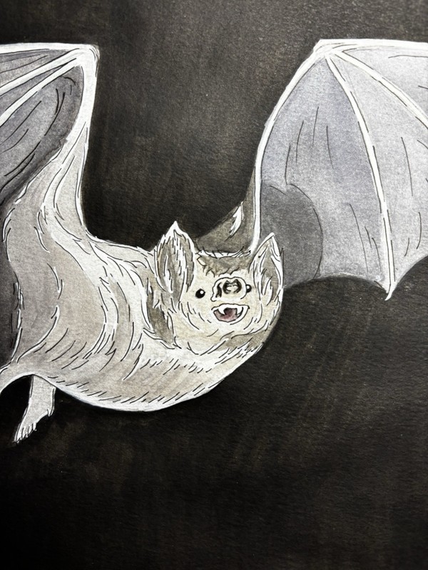 Vampire Bat Watercolor Painting 9”x12” Cartoon/Realism Wildlife Art Unframed gallery