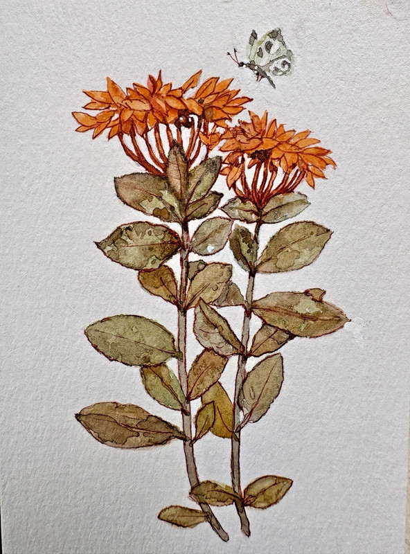 Original Watercolor painting Cottagecore signed 3.5×5
