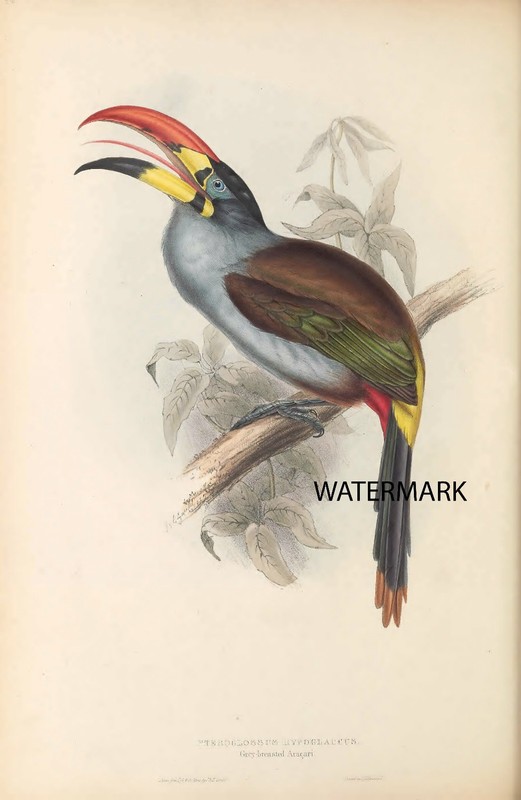 Pl-27 1834 John Gould Pteroglossus Hypoglaucus Greybreasted Aracari Toucan 17×22
