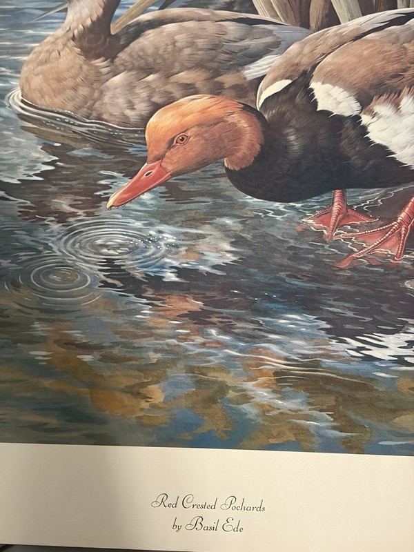 Red Crested Pochards Signed Basil Ede gallery