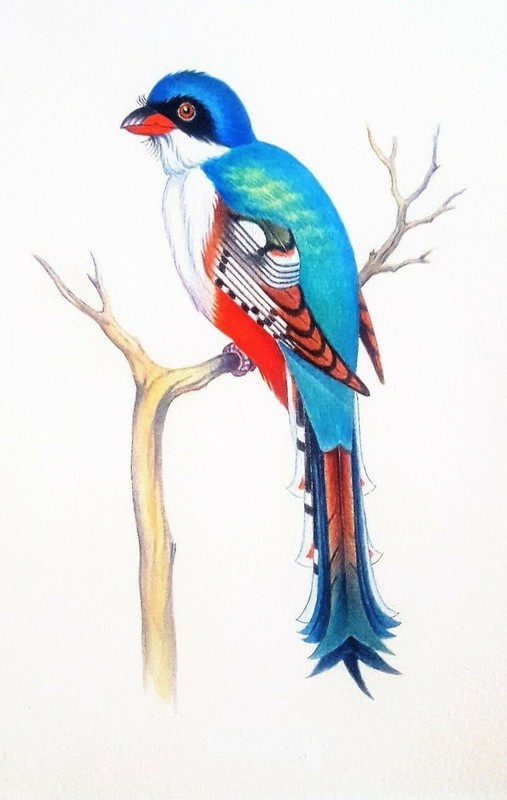 Rene Martinez Sopeña. Birds. Watercolor on cardboard. Set of 8. Original signed