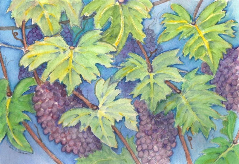 Original Art Vineyard Landscape Watercolor Painting GRAPES Carol R Basciano 7×10