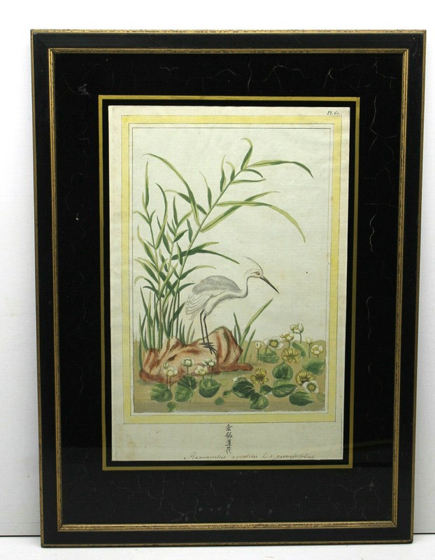 Note on Reverse:1749 Antique Possible Japanese Stork Ramunculus Aquatis Plate 67