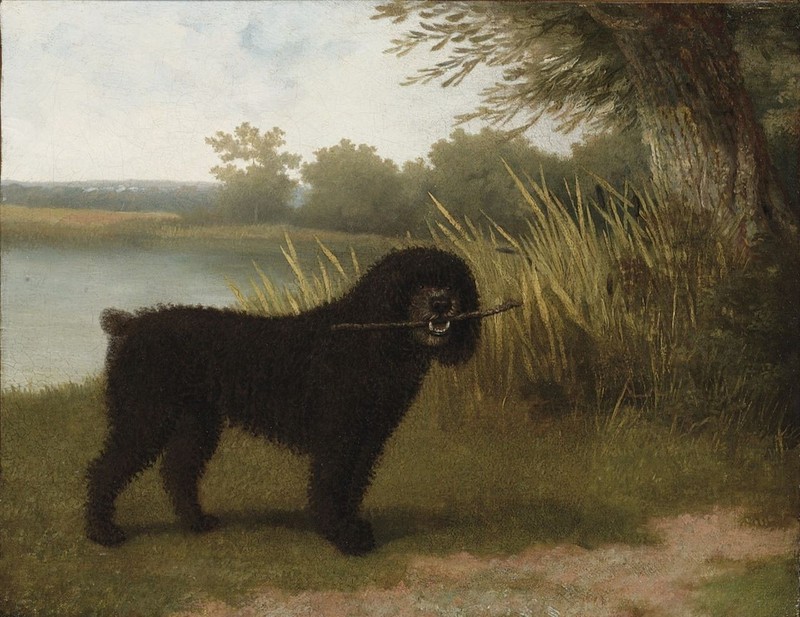 Oil painting A-black-water-dog-with-a-stick-by-a-lake-Jacques-Laurent-Agasse-oil