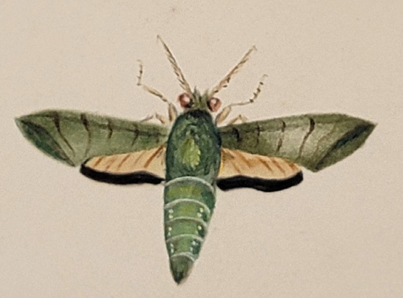 1828 Original Watercolor Moths – Signed H.C. – Natural History Study gallery