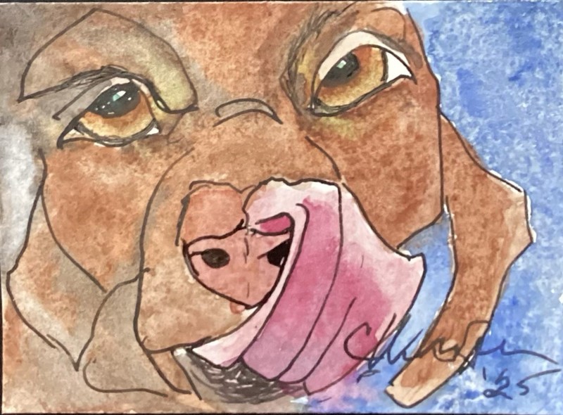 ACEO Chocolate Labrador Dog ATC Artist Trading Card