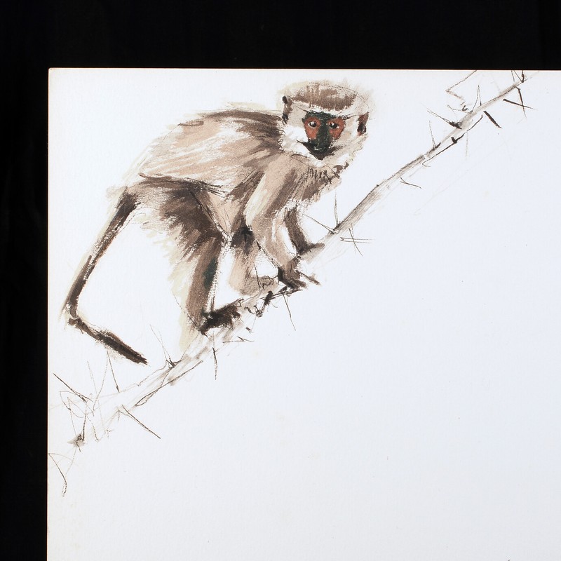 Pierre Letellier Gazelle Ouistiti Pastel Reproduit Papier Velin J Kessel