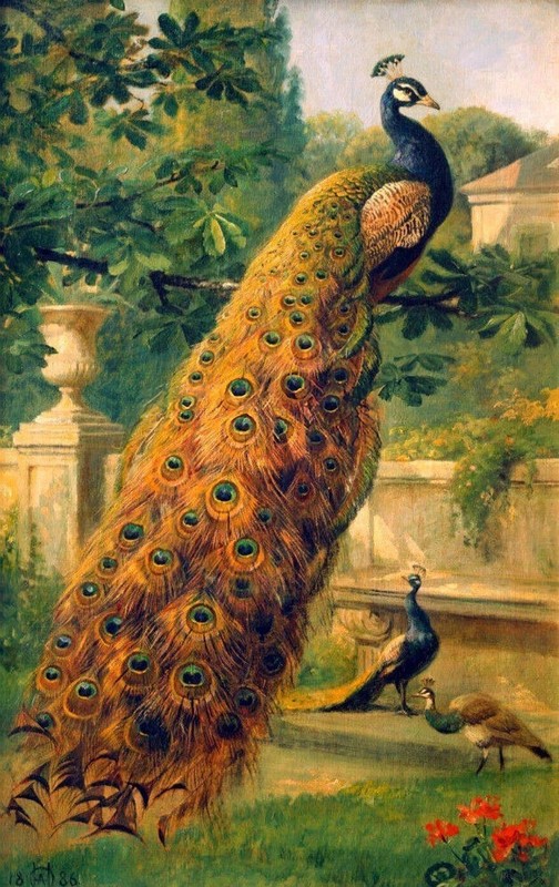MQ553 Stretched Canvas Frame / Unframed Handmade Color Peacocks Oil Painting Art