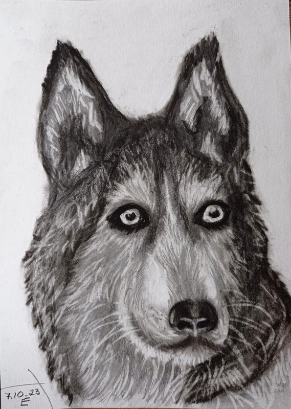 Original Drawing Husky Dog Pencil Animals Drawing Graphics Art Illustration 8х6