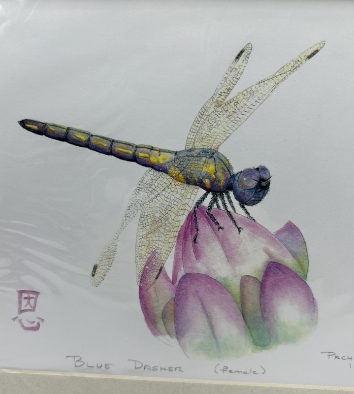 Original Artwork Female dragonfly Grace signed and dated