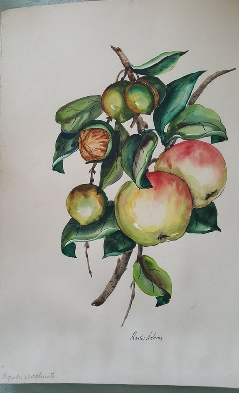 Original Painting by Charles Adams Fruits Apples & Walnuts 16″ X13″ 19th Century