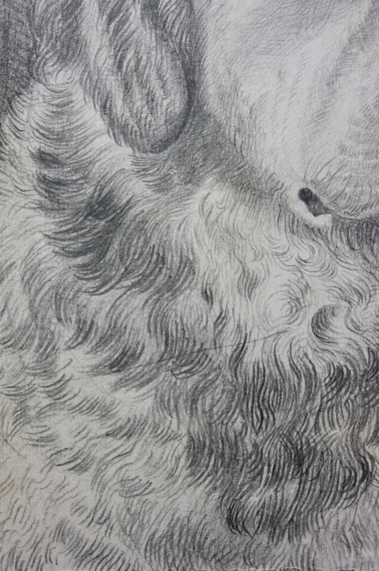 Dog Head, Saint Bernard, Swiss Mountain Dog, Pencil Drawing, Circa 1880-1900 gallery