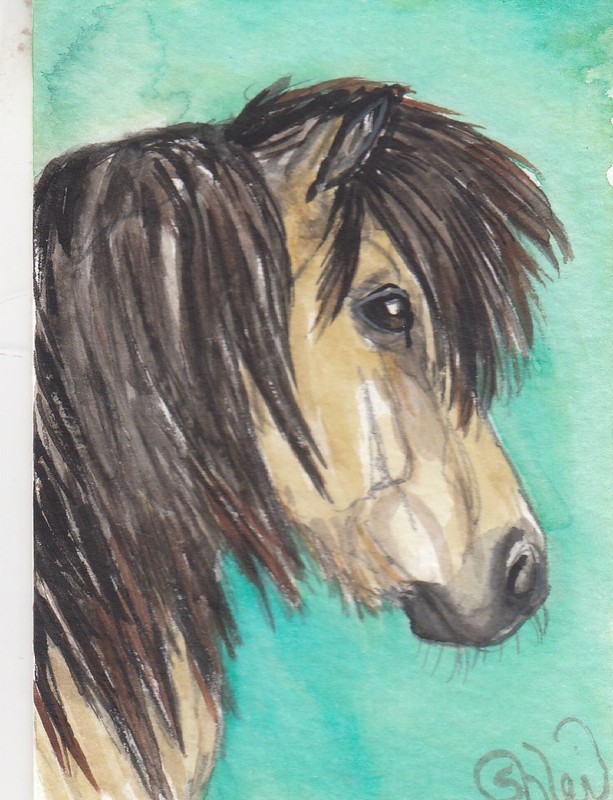 ACEO original Watercolor Art Card HORSE adorable shaggy mane buckskin PONY