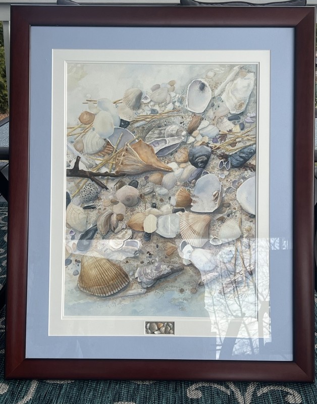 Large 33” 27” Original Water Color Painting Of Sea Shells Signed
