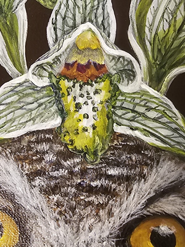 Vicki Sawyer "Rodrigo" Original Oil Painting Magellanic Owl Orchid 12"×9" Signed gallery