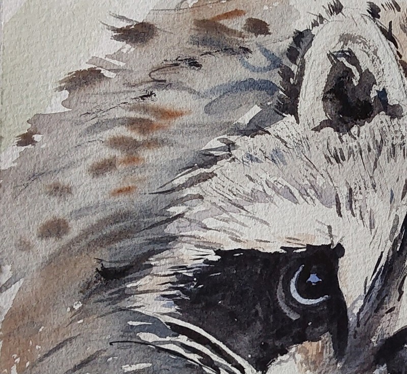 Original Small Watercolor "Mapache" 7.1/2" X 5.1/2" gallery