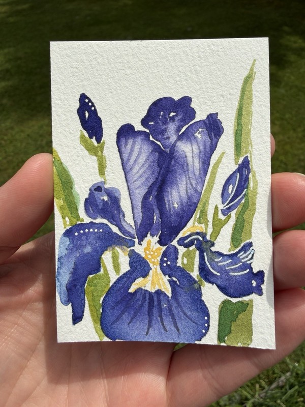 ACEO Original iris flower, abstract botanical illustration floral by KC_ART_ME