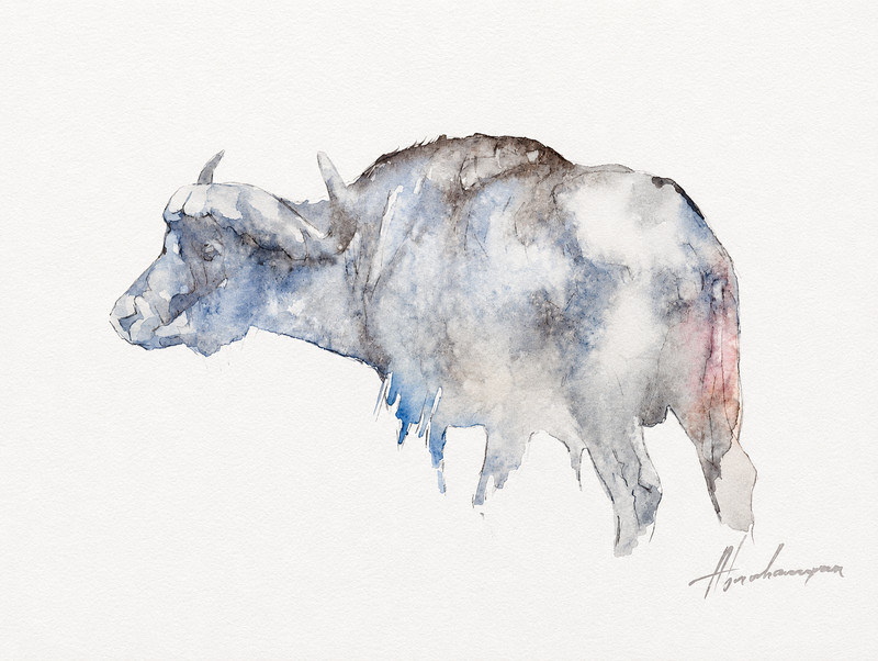 Buffalo